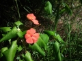fontes_resende_costa (4)